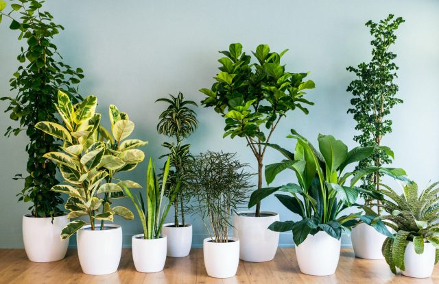 Embrace the Green Haven: Indoor Gardening for Winter Season