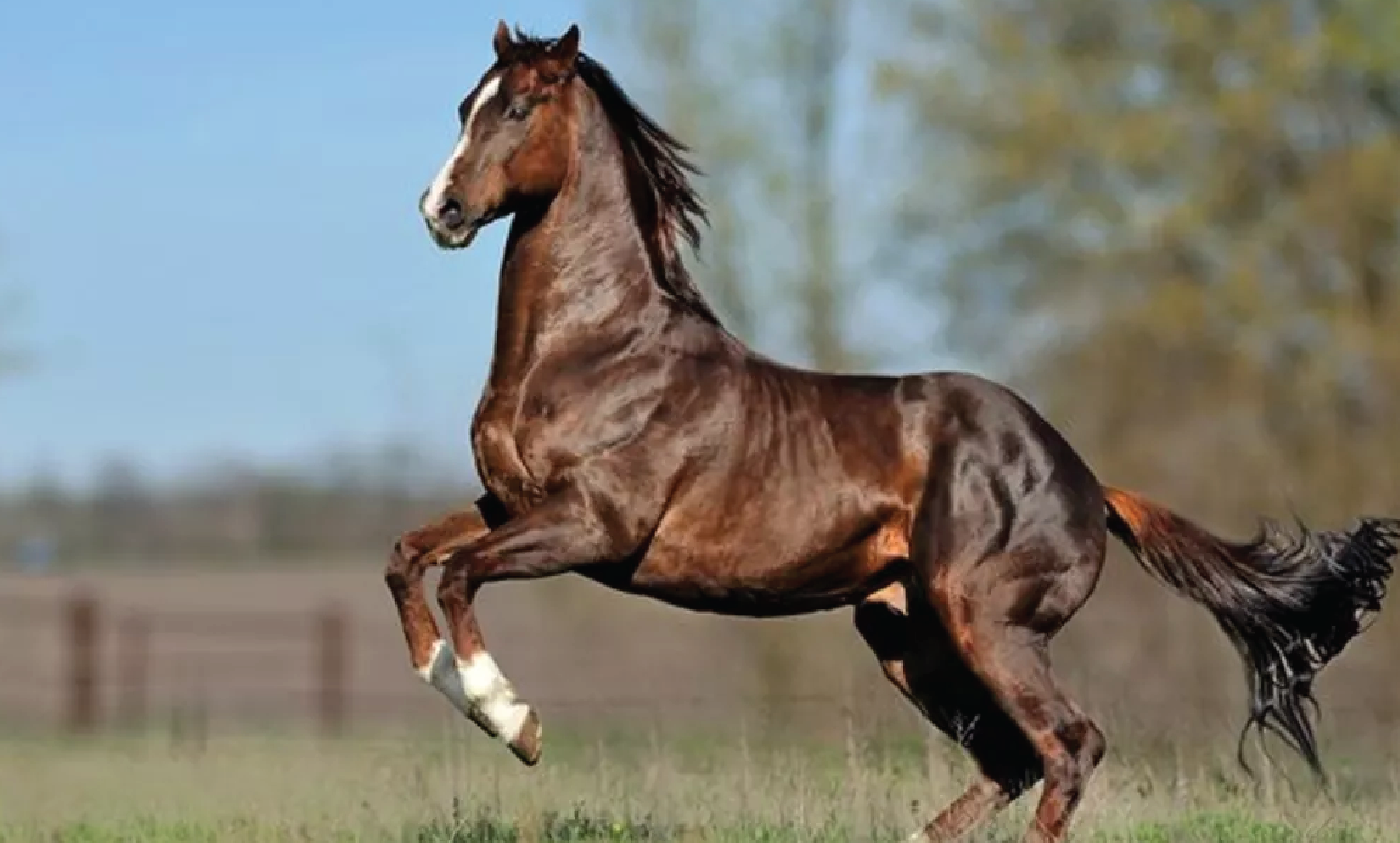 From Battles to Beauty: The Evolution of the Horse