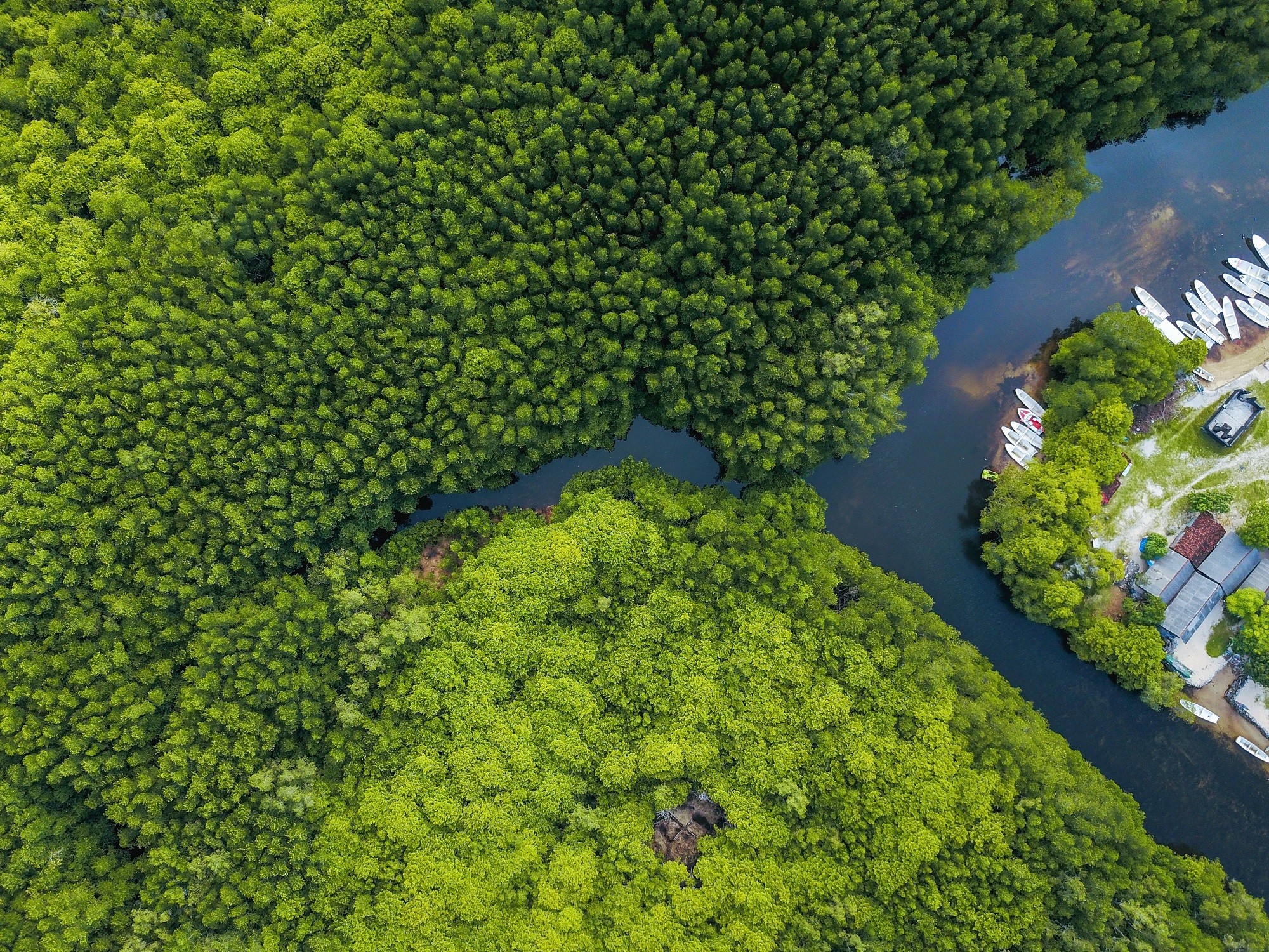 Mangroves Forests;  A Biological Wall