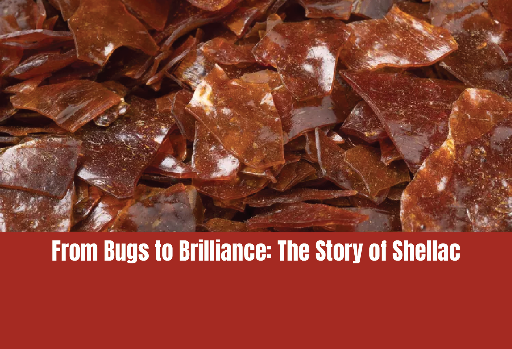 From Bugs to Brilliance: The Story of Shellac