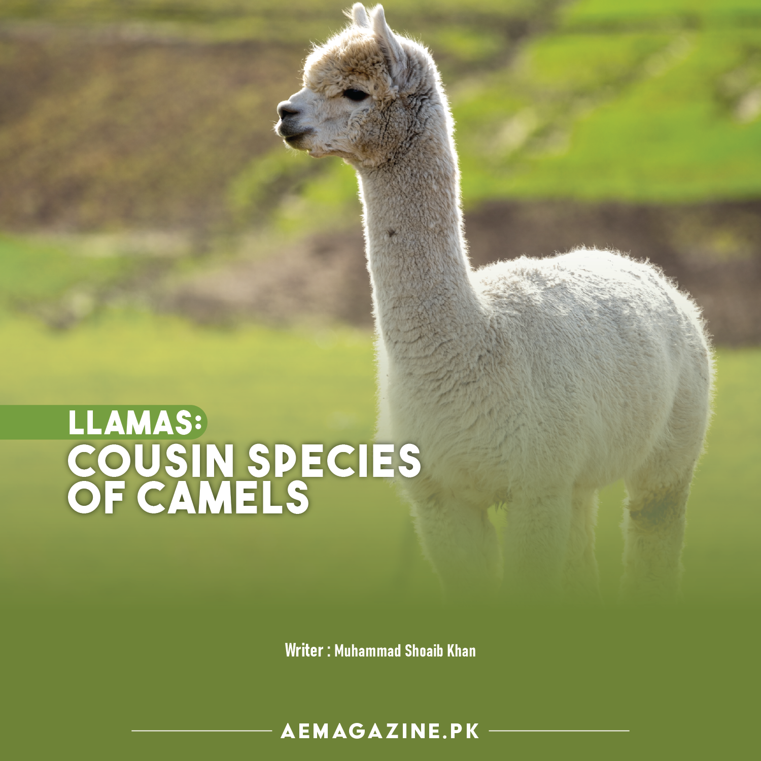 Llamas: Cousin Species of Camels